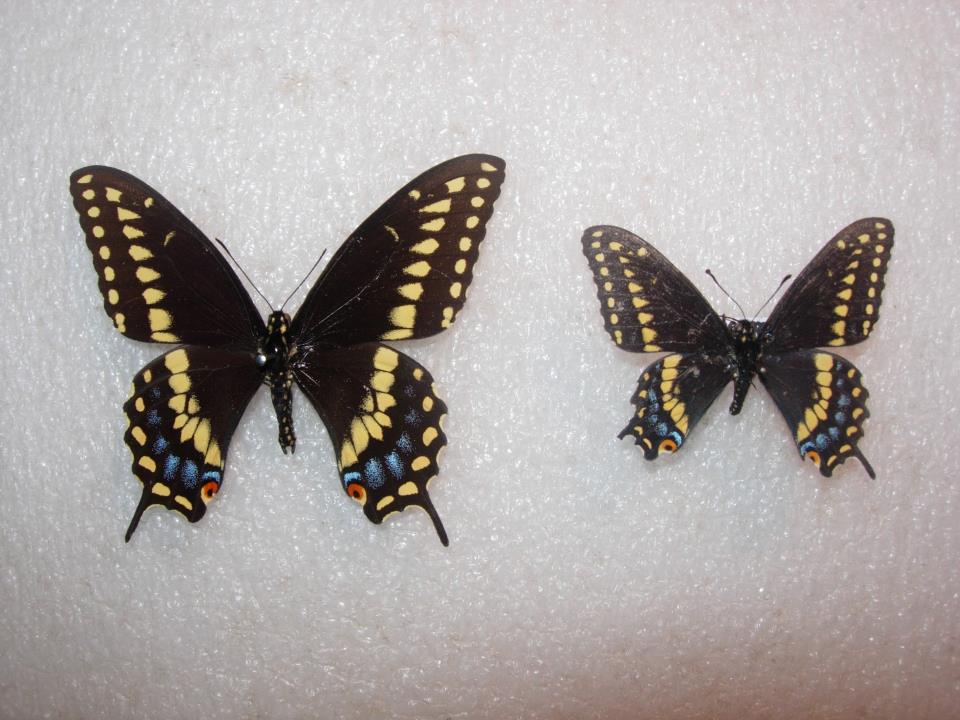 Papilio polyxenes small size (Internet Image property of respective owner, non-commercial use only)